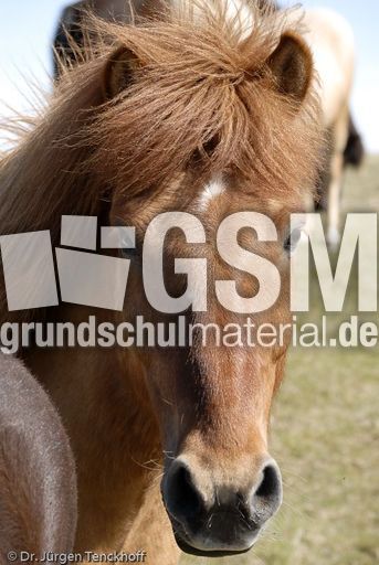 Islandpferde (45 von 50).jpg